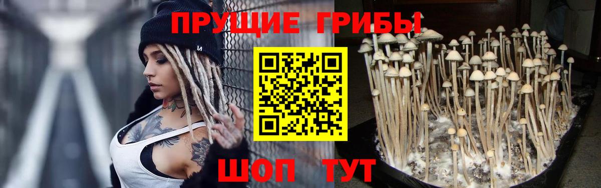 Братск  Галлюциногенные грибы Psilocybe  Псилоцибиновые грибы Magic Shrooms  где продают   Вход с VPN 